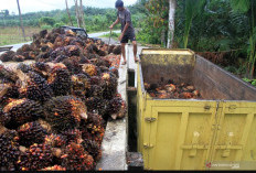 Harga TBS Kelapa Sawit Sumsel Naik, Petani Sambut Positif Tren Kenaikan