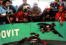 Keberadaan Gelanggan Sabung Ayam di Runjung Agung Resahkan Warga
