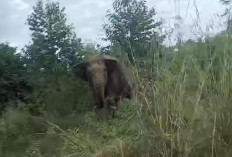 Geger! 30 Gajah Liar Mengamuk di Hutan Lindung PALI-Musi Rawas PALI, HARIANOKUSELATAN.ID -  Kejadian mengejutk