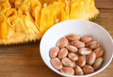 Jangan Dibuang! Inilah Manfaat Luar Biasa dari Biji Nangka