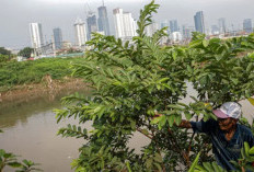 Manfaat Daun Jambu Biji untuk Apa Saja? Cara Alami Menurunkan Kolesterol dan Gula Darah