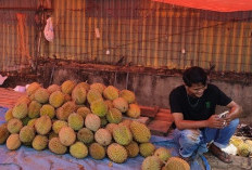 Durian Simpang Meo Muara Enim Memenuhi Baturaja