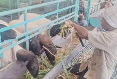 Dinas Lingkungan Hidup OKU Selatan Sidak Sampah Liar di Pulau Beringin