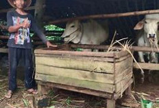 Bolehkan Orang yang Berkurban Memakan Daging Kurban? Ini Penjelasannya