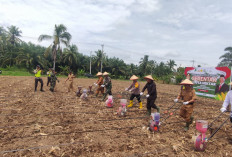 Forkopimda OKU Selatan Lakukan Penanaman Jagung Serentak 1 Juta Hektar