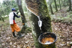 Harga Getah Karet di OKUS Turun, Produksi Berkurang