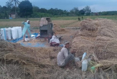 Warga Rantau Panjang Harapkan Pembangunan Irigasi Sawah