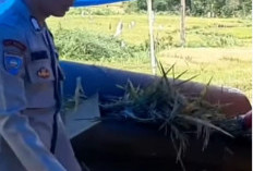 Bhabinkamtibmas Polsek Kisam Tinggi Turun ke Sawah, Bantu Warga Pengirikan Padi