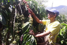 Produksi Kopi OKU Selatan Turun dari  70.779 Ha jadi 50.021 Ha