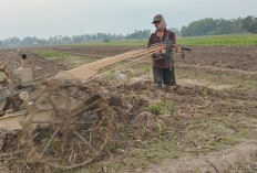 Masuk Musim Tanam, Petani di OKU Timur Was-was Pupuk Langka