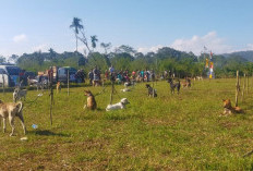 Tumpas Hama Babi, Petani Kerjasama Dengan Porbi