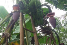 Langka Banget, Pisang Ambon Berbuah Tiga Tandan, Petani: Seumur Hidup Belum Pernah Lihat