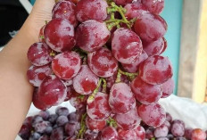 Mitos Buah Berbahan Kimia, Ini Langkah Konsumsi Buah yang Aman