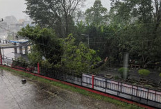 Hujan Deras Disertai Angin Kencang, Pohon Kayu di Pasar Saka Selabung Tumbang