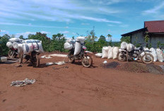 Dulu Tembus Rp70 Ribu, Kini Harga Kopi di OKU Selatan Anjlok ke Rp43 Ribu/Kg