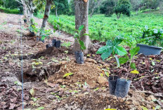 Salah Tanam Bisa Rugi 25 Tahun, Ini Cara Benar Tanam Kopi