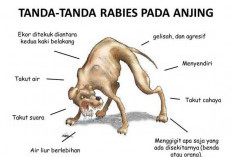 6 Warga Sungai Medang Digigit Anjing Rabies, Dinkes Prabumulih Turun Tangan