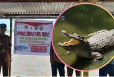 Banyak Muncul Buaya di Sungai Musi, Camat Gandus Pasang Banner Peringatan