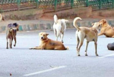 4 Bulan Ini Musim Kawin Anjing, Warga Diminta Waspadai Kasus Peningkatan Risiko Rabies