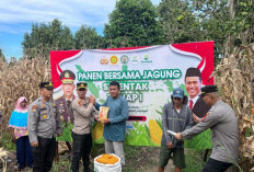 Polres OKUS Lakukan Panen Jagung Bersama Warga Poktan Binaan