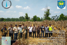 Panen Raya Jagung Serentak, OKU Selatan Perkuat Ketahanan Pangan