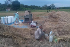 Warga Desa Rantau Panjang Harapkan Pembangunan Irigasi Sawah