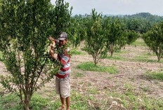 Sulap 2 Ha Lahan Kosong Jadi Kebun Jeruk, Petani di Muaradua OKUS Raup Ratusan Juta Sekali Panen