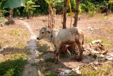 Program Ketahanan Pangan Desa Tanjung Beringin Diduga Jadi Ladang Korupsi Berjamaah