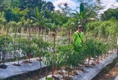 Dukung Ketahanan Pangan, Personel Polsek Kisting Bantu Warga Merawat Kebun Cabai