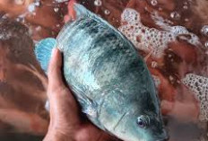 IKAN Mujair Kumbang Hitam di Danau Ranau OKU Selatan Mulai Langka, Nelayan Sebut karena Ikan Betutu