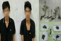 Satres Narkoba Gerebek Kebun Ganja di OKU Selatan, 16 Gram Ganja Siap Edar dan 5 Pohon Ganja Disita