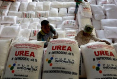 Pupuk Subsidi Naik, Petani Kopi OKU Selatan Kini Dapat Jatah