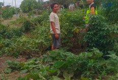 Bantu Warga Urus Kebun, Polsek BSA Aktif Dukung Ketahanan Pangan