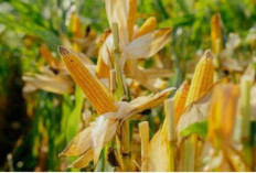 Harga Jagung Tembus Rp4.000/Kg, Petani OKU Selatan Sumringah