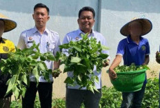 Manfaatkan Lahan, Lapas Muaradua Ajak Napi Lakukan Tanam Sayuran