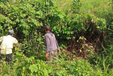 Waduh Sangat Berbahaya nih, Kabel Arus Tinggi PLN di Desa Karet Jaya Menjalar Sampai Menyentuh Tanah