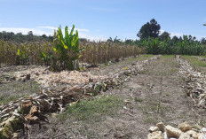 Produksi Meningkat, Harga Jagung Malah Turun