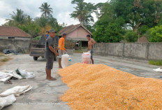 Petani Senang Harga Jagung Stabil di OKU Timur