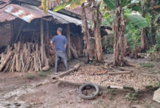 Harga Pinang di OKU Selatan Kembali Anjlok, Petani Keluhkan Ketidakstabilan Pasar