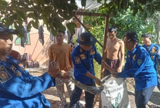 Damkar OKU Selatan Evakuasi Ular Piton Usai Mangsa Ternak Warga