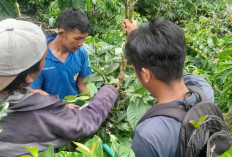 Petani Kopi Girang, Harga Jual Sudah Capai 50 Ribu