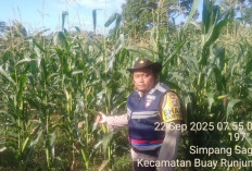 Polsek Buay Runjung Dorong Warga Olah Lahan Tidur Jadi Kebun Jagung