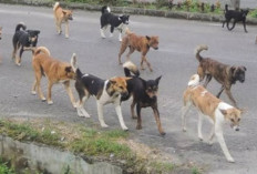 Lurah Bandar Agung Ranau Himbau Warga Kandangkan Anjing, Pemusnahan Anjing Liar Segera Dilakukan