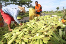 Jelang Pergantian Tahun, Permintaan Jagung Manis Melonjak