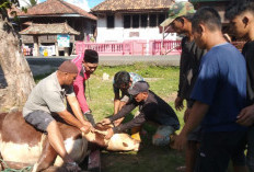 Stok Hewan Kurban di Kabupaten OKU Timur Aman