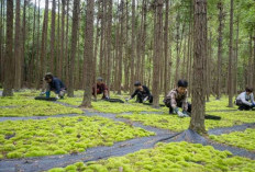 Tanaman dalam pot bawa kemakmuran bagi masyarakat di pegunungan