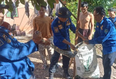 Piton Sepanjang 2 Meter Dievakuasi dari Rumah di OKU Selatan
