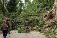 Gerak Cepat BPBD OKU Selatan, Longsor dan Pohon Tumbang di BPRRT Berhasil Dievakuasi