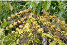 Harga Kopi OKU Selatan Stabil di Rp40–43 Ribu, Petani Panen Harapan di Tengah Musim Panen