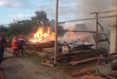 Sijago Merah Mengamuk, Panglong Kayu di Jalan Pemkab Ludes Terbakar